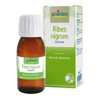 RIBES NIGRUM 7CH GR