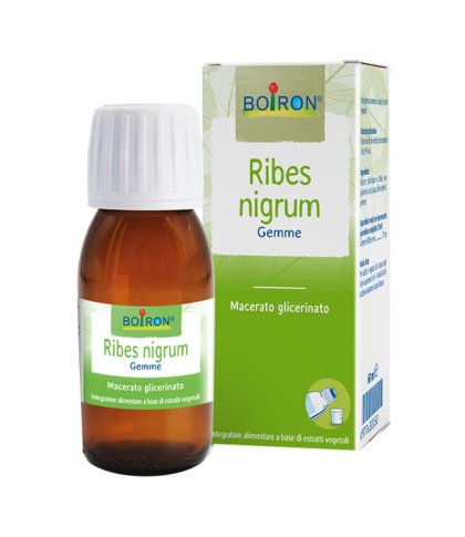 RIBES NIGRUM 7CH GR