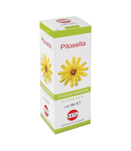 PILOSELLA SOL IAL PIANTA FR100