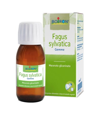 FAGUS SYLVATICA MG 60ML INT